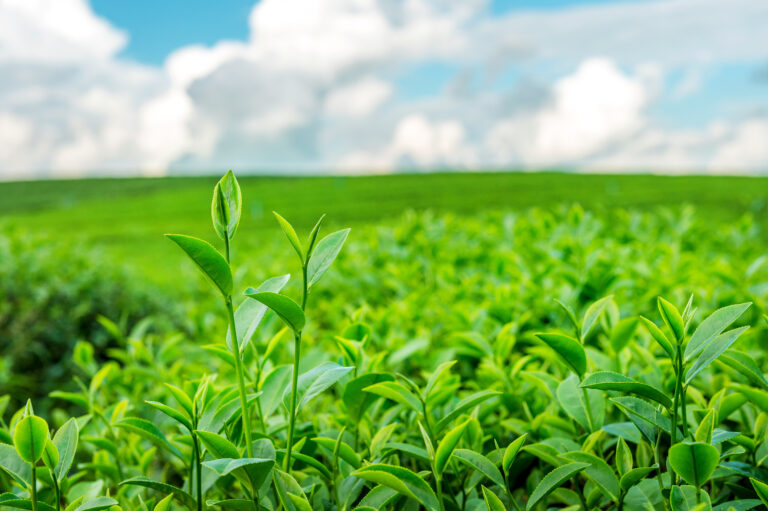 Green tea bud and leaves. Green tea plantations in morning