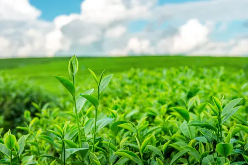 green-tea-bud-leaves-green-tea-plantations-morning-768x511
